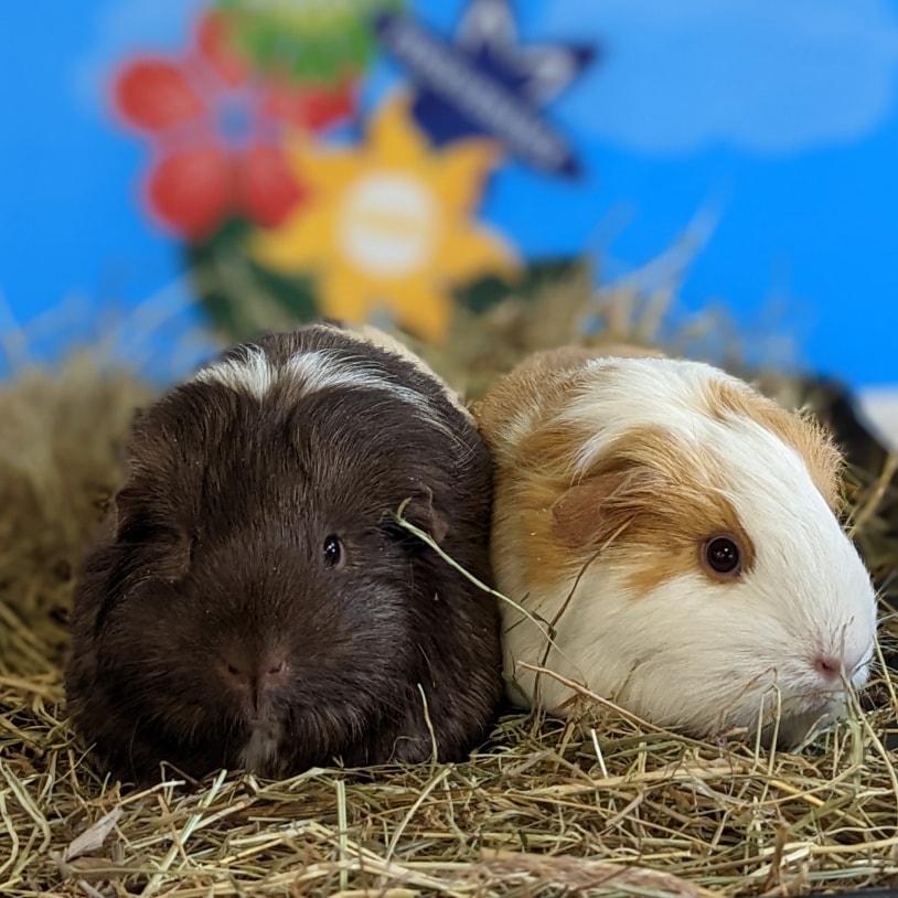 Guinea Pigs